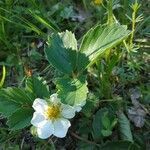 Fragaria viridis flower picture by Stéphanie Renard (cc-by-sa)