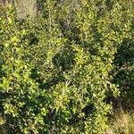 Maytenus ilicifolia habit picture by Trap Hers (cc-by-sa)