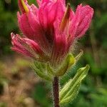 Castilleja parviflora flower picture by Ethan Greer (cc-by-sa)