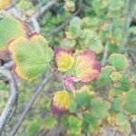 Ribes sanguineum leaf picture by mag san (cc-by-sa)