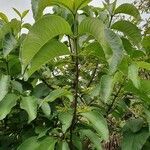Vangueria madagascariensis leaf picture by susan brown (cc-by-sa)