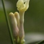 Tabernaemontana disticha flower picture by R. Tournebize (cc-by-sa)