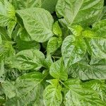 Capsicum chinense leaf picture by Diego Elizondo (cc-by-sa)