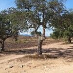 Quercus suber habit picture by jean-jacques kelner (cc-by-sa)