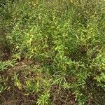 Sida rhombifolia habit picture by pierre vernet (cc-by-sa)