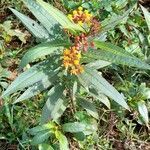 Asclepias curassavica habit picture by Trap Hers (cc-by-sa)