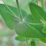 Hypericum pulchrum leaf picture by Yoan MARTIN (cc-by-sa)