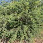 Vachellia karroo habit picture by Oscar Gomez (cc-by-sa)