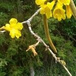 Tabebuia aurea flower picture by kurtzio (cc-by-sa)