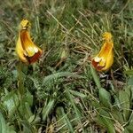 Calceolaria uniflora habit picture by Daniel Barthelemy (cc-by-nc)