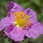 Cistus symphytifolius flower picture by Guillaume Labeyrie (cc-by-sa)