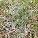 Artemisia umbelliformis habit picture by Tom Schöning (cc-by-sa)