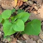 Macaranga indica leaf picture by Angelina Thomas (cc-by-sa)