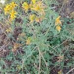 Hypericum perforatum habit picture by Fabrice Rubio (cc-by-sa)