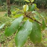 Frangula azorica leaf picture by Pereira Jorge (cc-by-sa)