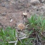 Carlina salicifolia flower picture by Kim P. (cc-by-sa)