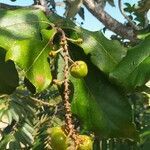 Byrsonima spicata fruit picture by Andraus Eduardo (cc-by-sa)