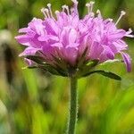 Knautia drymeia flower picture by Jani Zadrgal (cc-by-sa)