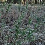 Lavandula stoechas habit picture by Samuelina (cc-by-sa)