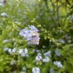 Myosotis scorpioides flower picture by Cyrille Gindre (cc-by-sa)