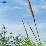 Arundo donax flower picture by Trap Hers (cc-by-sa)