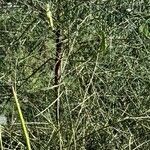 Prosopis kuntzei habit picture by Trap Hers (cc-by-sa)