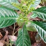 Ophiorrhiza mungos flower picture by Yunita Apriyanti (cc-by-sa)