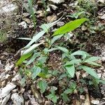 Boehmeria cylindrica habit picture by Aaron Harp (cc-by-sa)