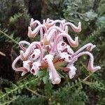 Grevillea buxifolia flower picture by O'Loughlin Davi (cc-by-sa)