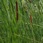Typha angustifolia habit picture by Helmut Sattmann (cc-by-sa)