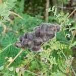 Astragalus cicer fruit picture by Elda (cc-by-sa)