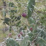 Opuntia megapotamica fruit picture by Muzzachiodi Norberto (cc-by-sa)