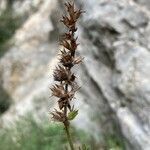 Stachys recta fruit picture by Céline Anthelme (cc-by-sa)