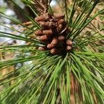 Pinus radiata flower picture by Dieter Albrecht (cc-by-sa)