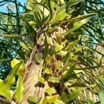 Microgramma mortoniana habit picture by Trap Hers (cc-by-sa)