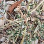 Chenopodium vulvaria leaf picture by CRYPTOFANOF (cc-by-sa)
