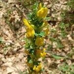 Chamaecytisus ruthenicus flower picture by Anna (cc-by-sa)