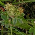 Trifolium striatum fruit picture by Rinusz (cc-by-sa)