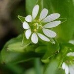 Stellaria neglecta flower picture by Frédéric Faure (cc-by-sa)