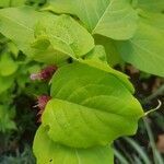 Leycesteria formosa leaf picture by Joseph Bittini (cc-by-sa)
