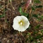 Calystegia occidentalis flower picture by Mariela Taylor (cc-by-sa)