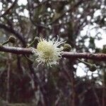 Aphloia theiformis flower picture by S. Dufour-Kowalski (cc-by-sa)