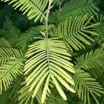 Acacia dealbata leaf picture by nobre jose (cc-by-sa)