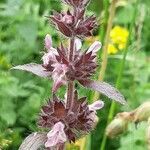 Stachys heraclea flower picture by Catherine Garret (cc-by-sa)