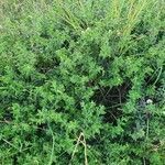 Heliotropium steudneri habit picture by susan brown (cc-by-sa)