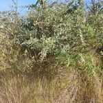 Atriplex halimus habit picture by Maryse M (cc-by-sa)