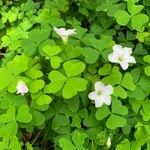 Oxalis incarnata leaf picture by Nick Green (cc-by-sa)