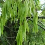 Fraxinus americana fruit picture by Joshua Kuykendall (cc-by-sa)