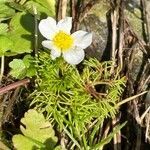 Ranunculus peltatus habit picture by laurent boniface (cc-by-sa)