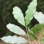 Brosimum rubescens leaf picture by R. Tournebize (cc-by-sa)